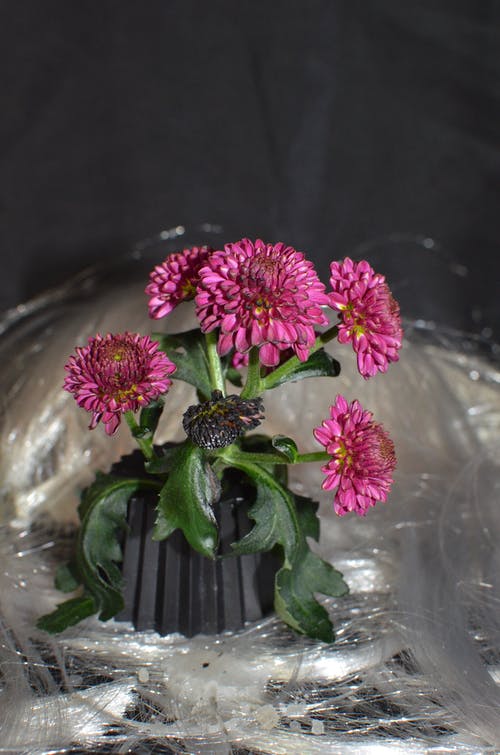 透明玻璃花瓶中的粉红色和绿色花朵 · 免费素材图片