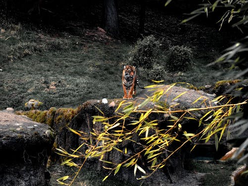 老虎在岩石上 · 免费素材图片