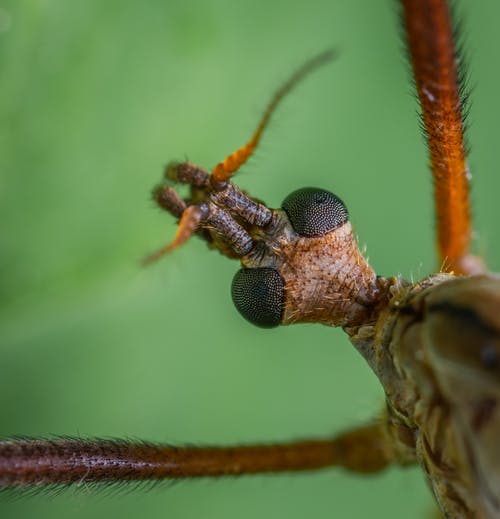 昆虫的宏观摄影 · 免费素材图片