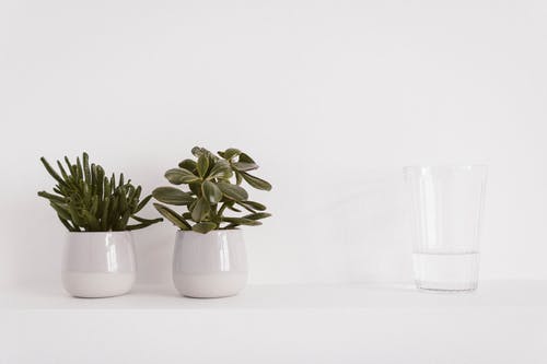 两个圆形陶瓷盆栽绿色植物和液体填充透明水杯 · 免费素材图片