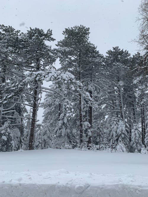 有关公园, 冬季, 冷冰的的免费素材图片