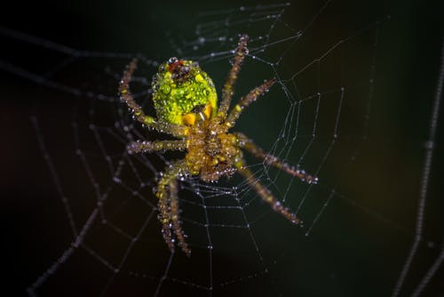 黄色和绿色蜘蛛 · 免费素材图片