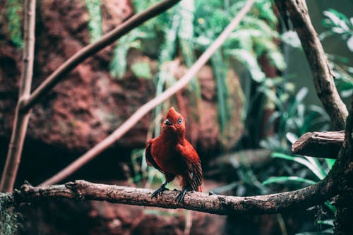 红色栖息鸟的选择性聚焦摄影 · 免费素材图片