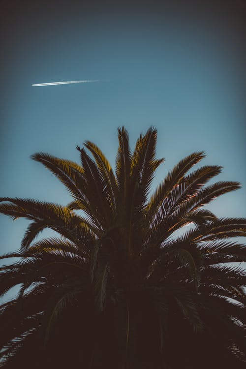 湛蓝的天空下的绿色棕榈树的照片 · 免费素材图片