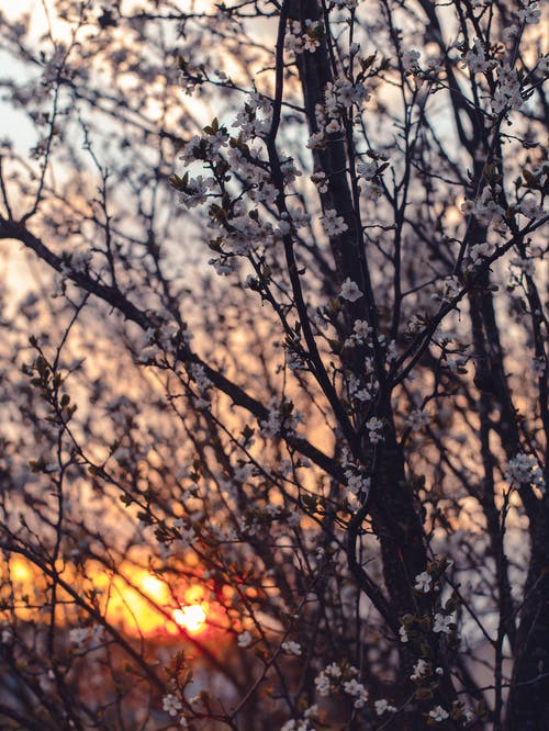 日落期间樱花花的摄影 · 免费素材图片
