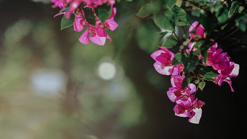 桃红色九重葛花的选择聚焦摄影 · 免费素材图片