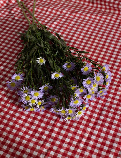 精致的紫色洋甘菊花束放在方格桌布上 · 免费素材图片