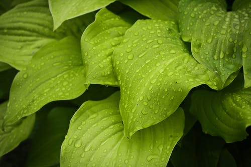 水滴在绿色的树叶上的宏观摄影 · 免费素材图片