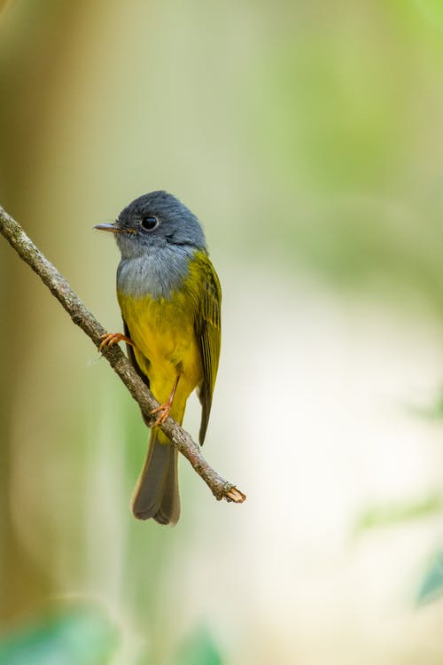 有关垂直拍摄, 景深, 栖息的免费素材图片
