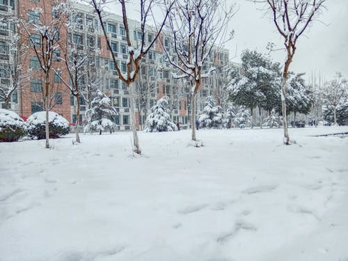 光秃秃的树，覆盖着雪 · 免费素材图片