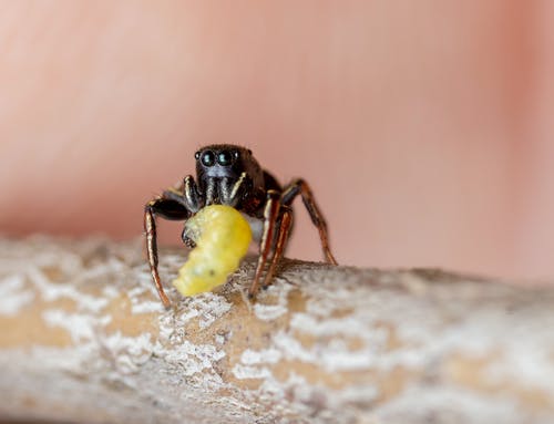 有关动物, 动物摄影, 宏观的免费素材图片