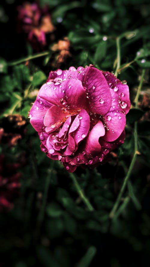 在特写摄影粉红色花瓣的花 · 免费素材图片