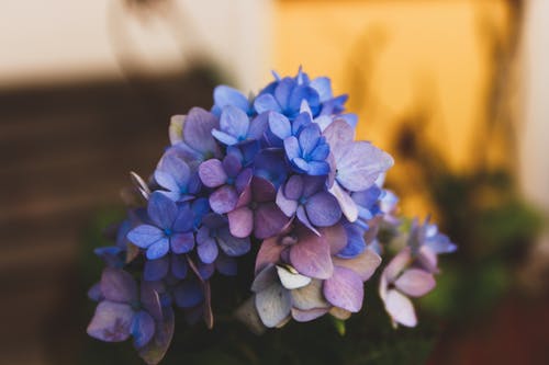 蓝色绣球花的选择性聚焦摄影 · 免费素材图片