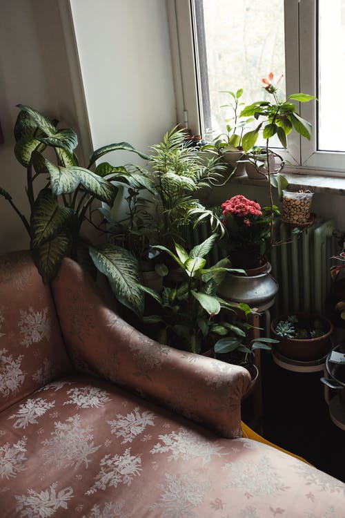 有关什锦的, 室内, 室内植物的免费素材图片