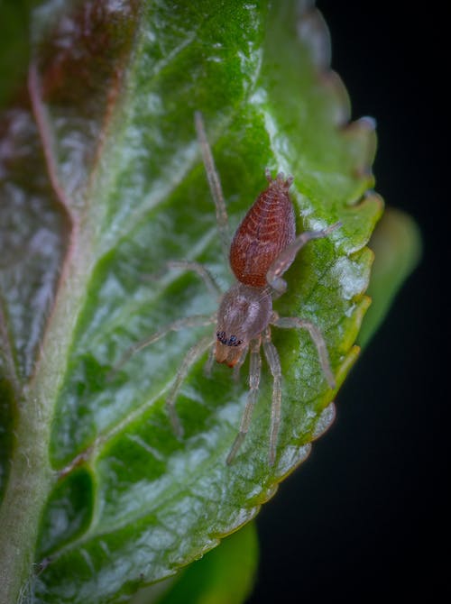 有关微距摄影, 棕色, 特写的免费素材图片