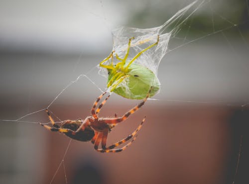 有关araneus diadematus, Web, 动物学的免费素材图片