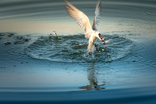 水面上的白鸟 · 免费素材图片