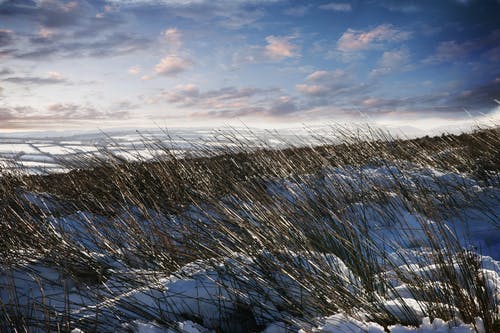 绿草与雪 · 免费素材图片