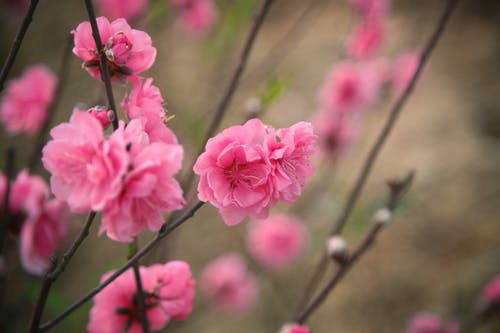 粉色花瓣花的选择性聚焦摄影 · 免费素材图片