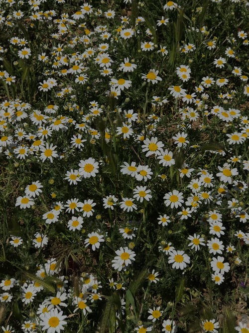 有关垂直拍摄, 增长, 天性的免费素材图片