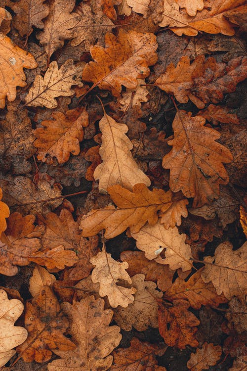 布朗干地面上的叶子 · 免费素材图片