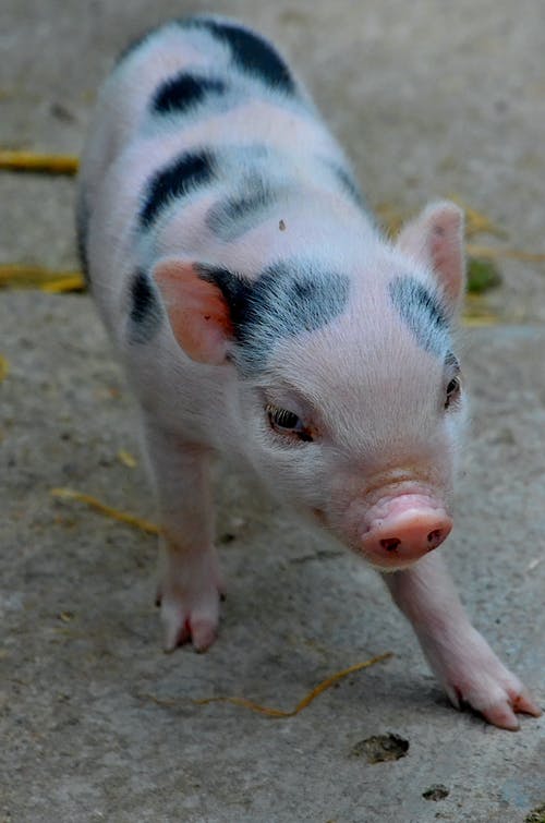 有关侏儒猪, 动物摄影, 动物的鼻子的免费素材图片
