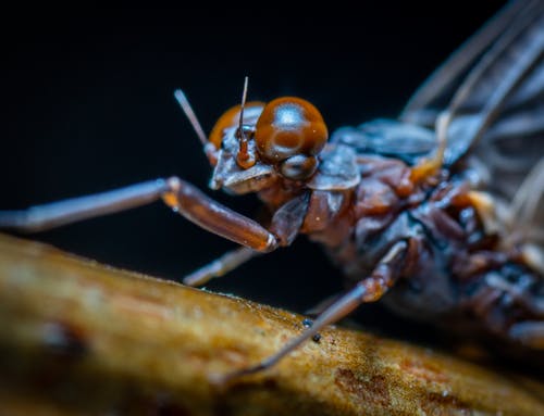 棕色木材上的棕色蜻蜓 · 免费素材图片