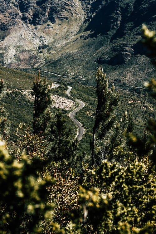 绿草田和树木包围的灰色路 · 免费素材图片