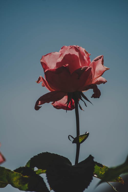 有关垂直拍摄, 增长, 微妙的免费素材图片