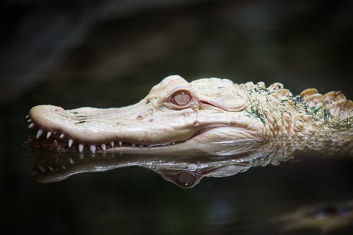 鳄鱼头的特写 · 免费素材图片