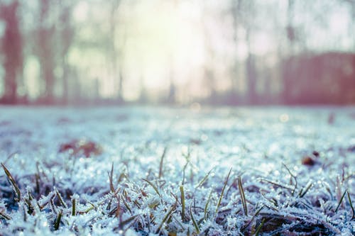 绿草覆盖着雪 · 免费素材图片