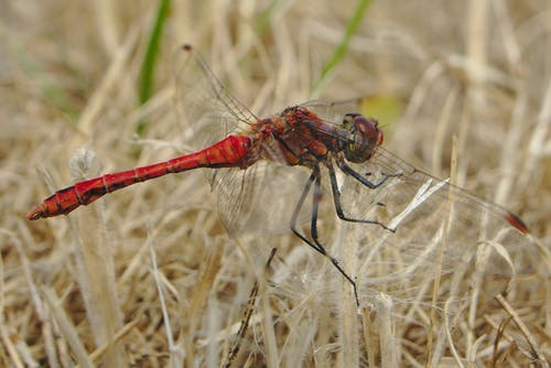 红蜻蜓栖息在米色的草地上 · 免费素材图片