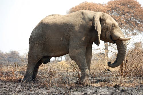 灰色大象照片 · 免费素材图片