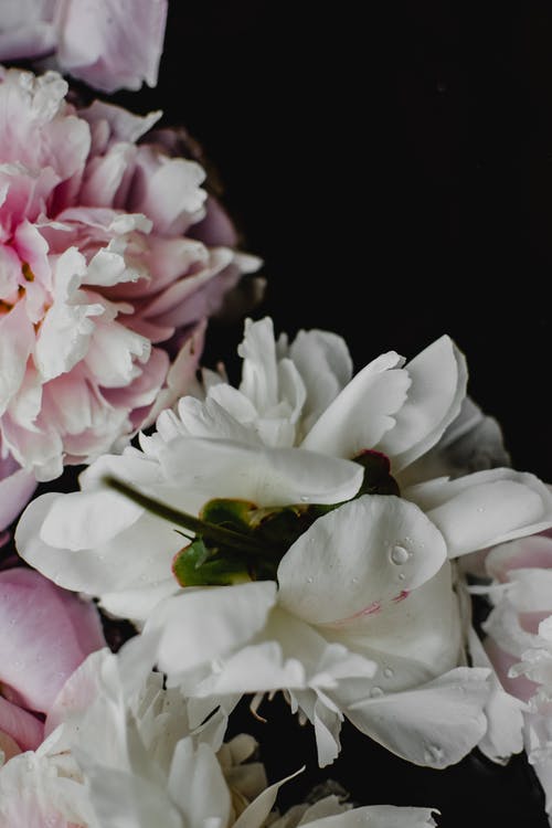 白色和粉红色的花朵，绿色的叶子 · 免费素材图片