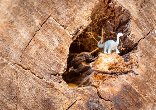 白色恐龙雕像上木原木 · 免费素材图片