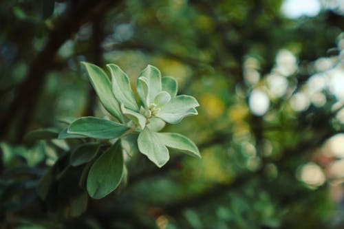 绿叶植物选择性聚焦照片 · 免费素材图片