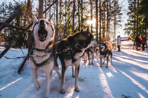 成人白色和黑色西伯利亚雪橇犬户外 · 免费素材图片