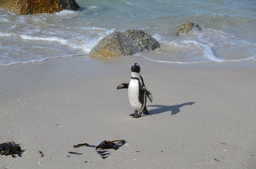 有关企鹅, 冷静, 凝视的免费素材图片