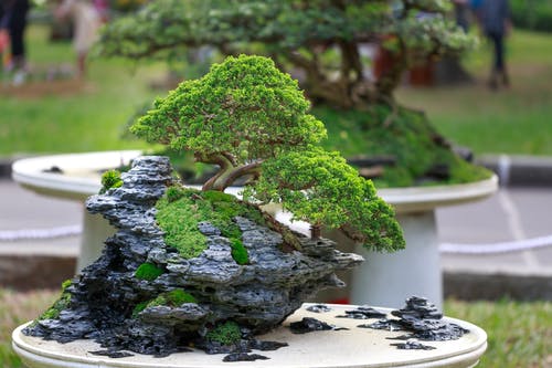 桌上的绿色bonzai树 · 免费素材图片