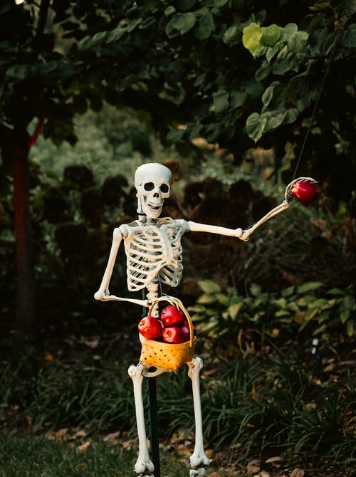 有关人体骨骼, 户外, 水果的免费素材图片