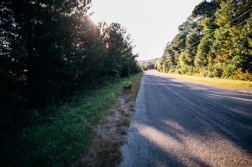 有关侧面图, 公园, 冷静的免费素材图片