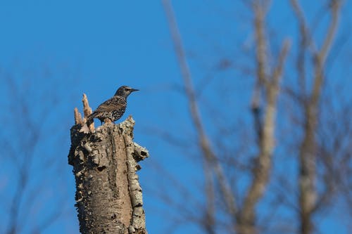 在棕色树干上的棕色鸟 · 免费素材图片