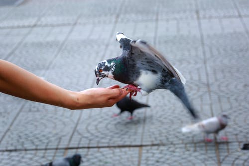 鸽子栖息在人的手上的照片 · 免费素材图片