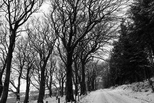 白雪覆盖的田野和裸树的灰度摄影 · 免费素材图片