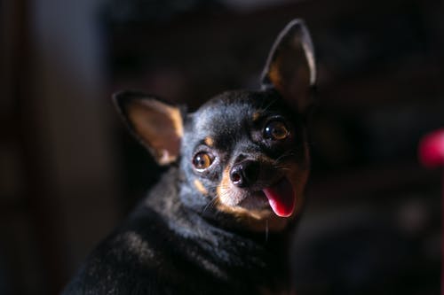 成人黑吉娃娃狗在特写摄影 · 免费素材图片