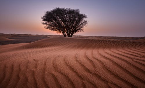 沙漠中间的绿树 · 免费素材图片