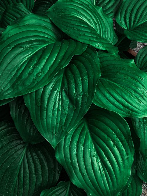 有关图案, 垂直拍摄, 天性的免费素材图片