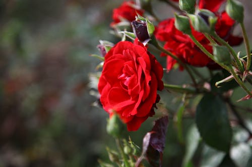 有关微妙, 景深, 植物群的免费素材图片