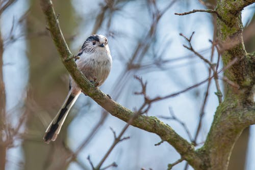 有关低角度拍摄, 分支机构, 动物的免费素材图片