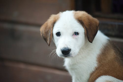 棕色和白色边境牧羊犬混合小狗 · 免费素材图片